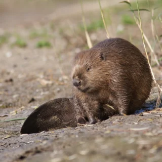 Bever