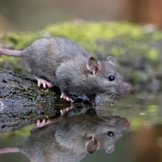 Bruine rat