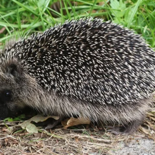Egel