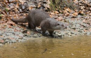 Otter