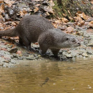 Otter