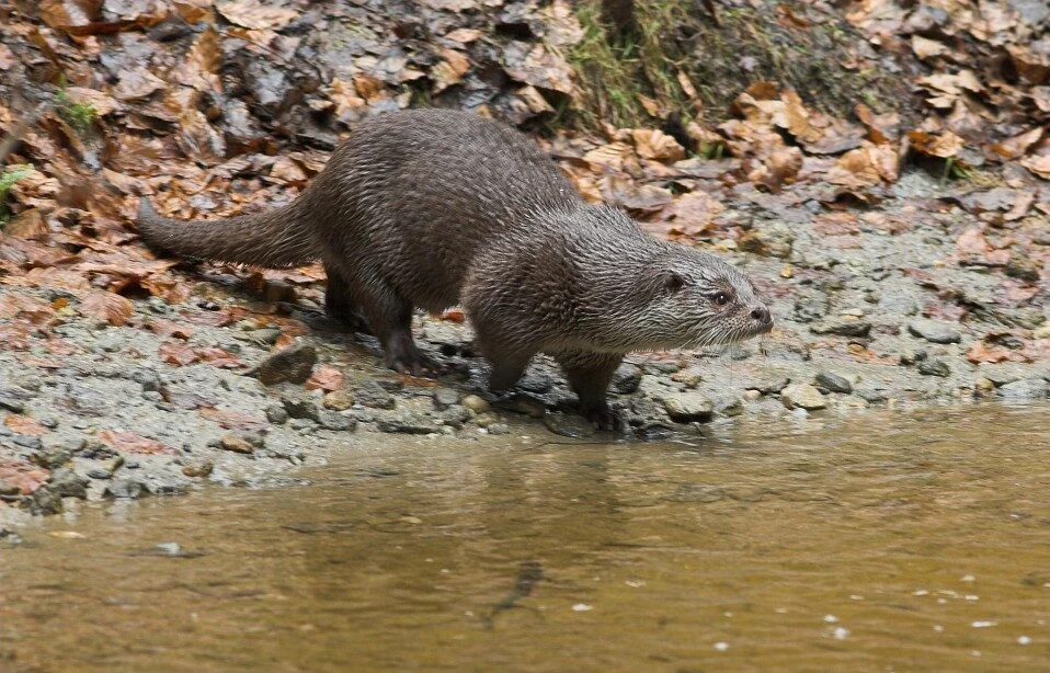 Ottergekte in Almere