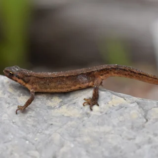 Kleine watersalamander