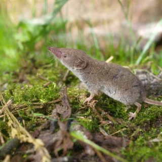 Huisspitsmuis