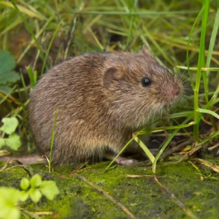 Aardmuis