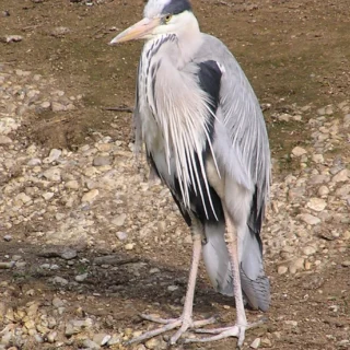 Blauwe Reiger