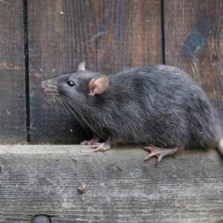 Zwarte Rat