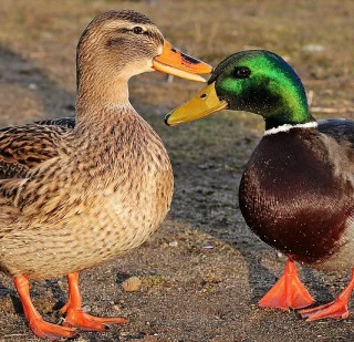 Wilde Eend