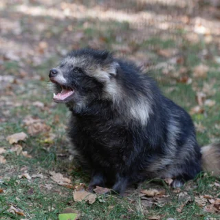 Wasbeerhond