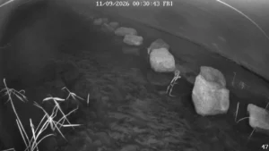 Thumbnail for VHH9R2A621XKCFVX